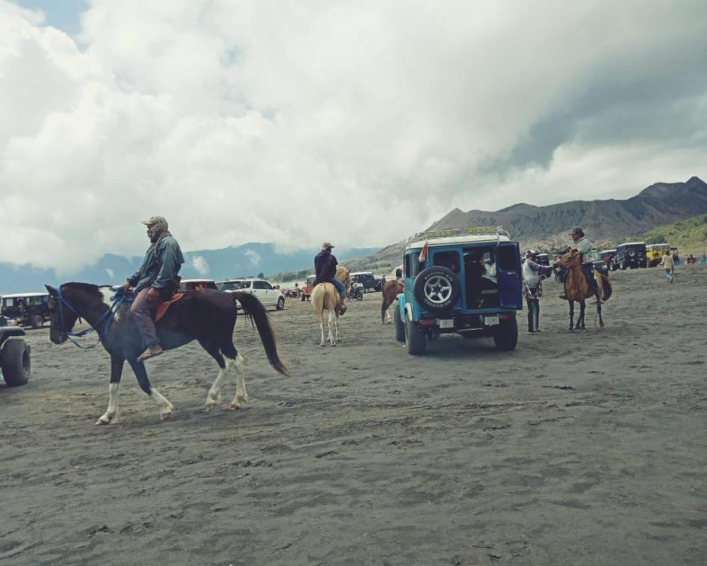 фото Bromo Backpacker Tosari