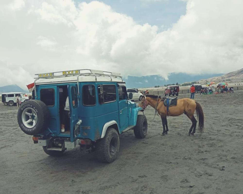 фото Bromo Backpacker Tosari
