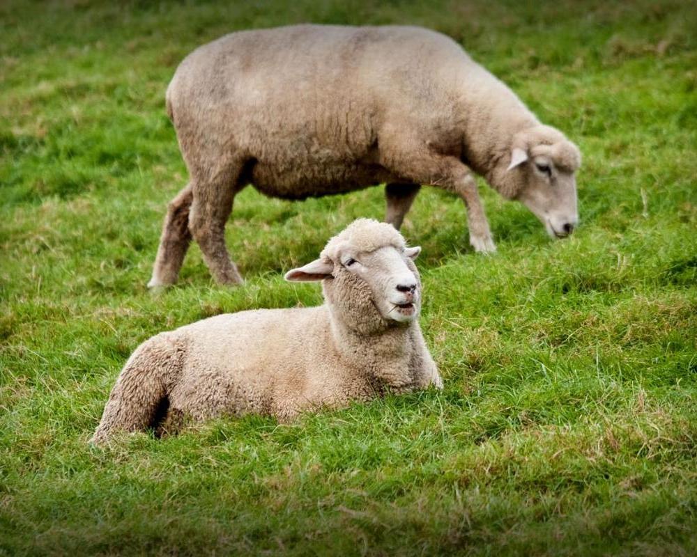 фото Pungcha & Herb Pension
