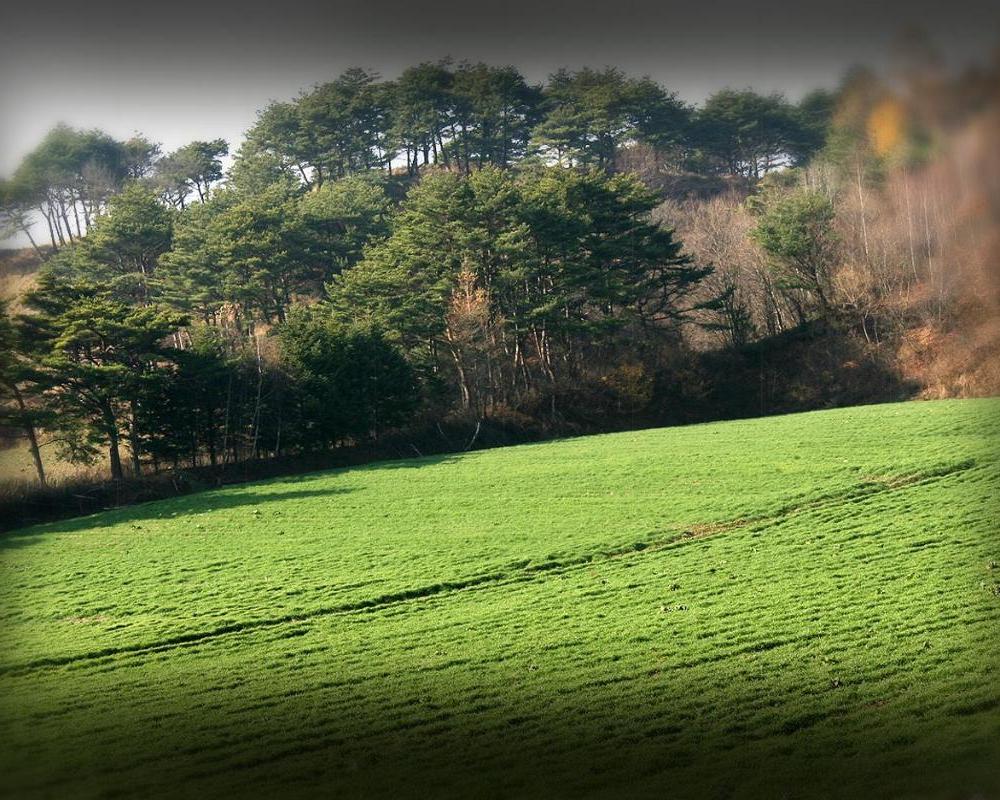 фото Pungcha & Herb Pension