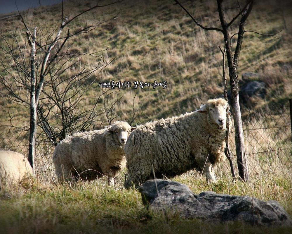 фото Pungcha & Herb Pension