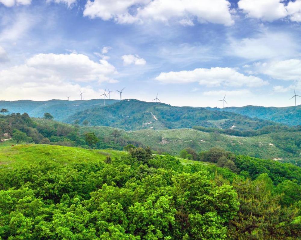 фото Pungcha & Herb Pension