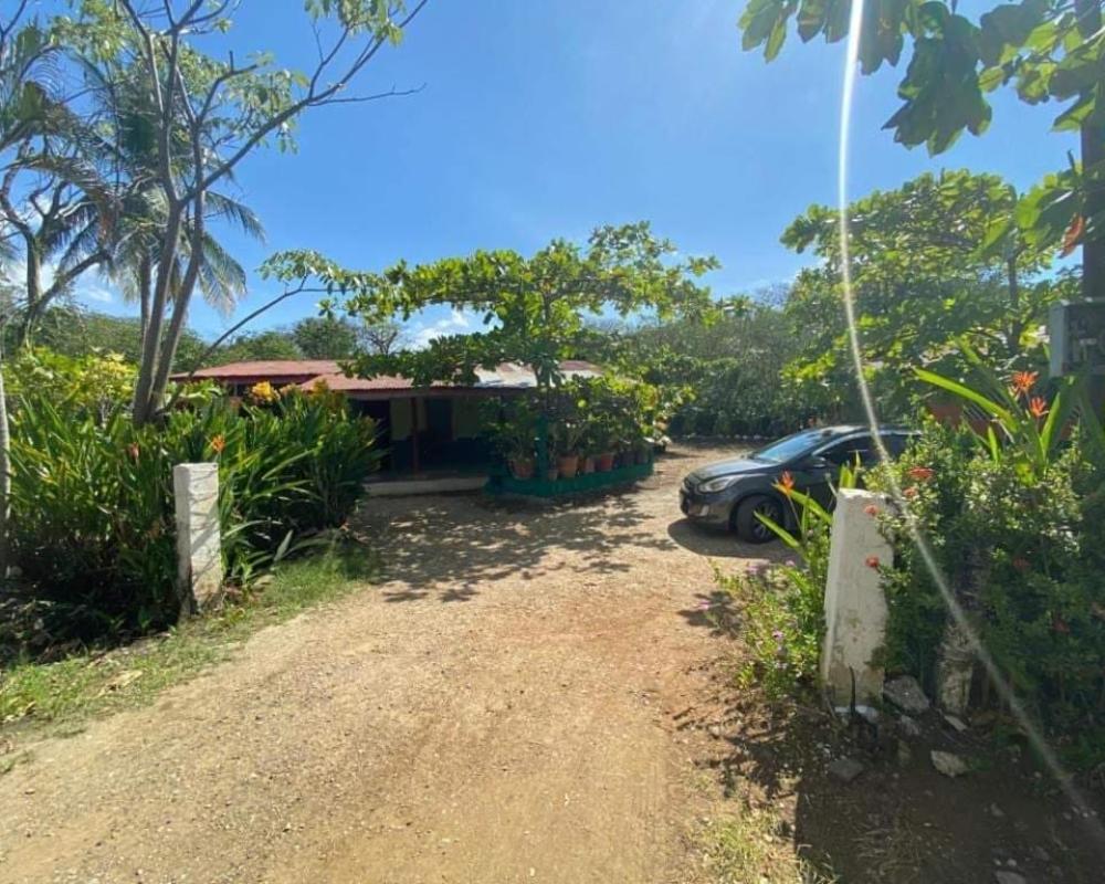 фото Coco verde