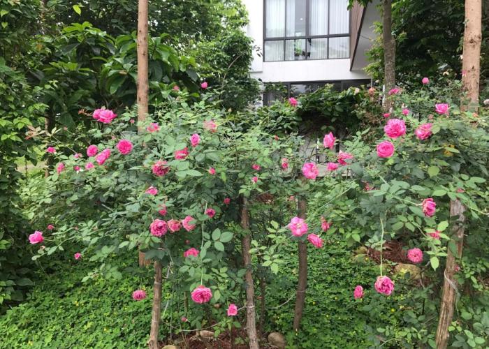 Flamingo Dailai - HQ villa