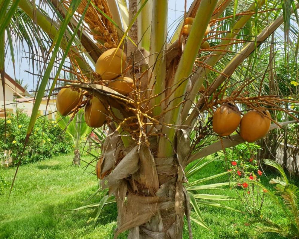 фото Kunta Kinteh Beach Complex