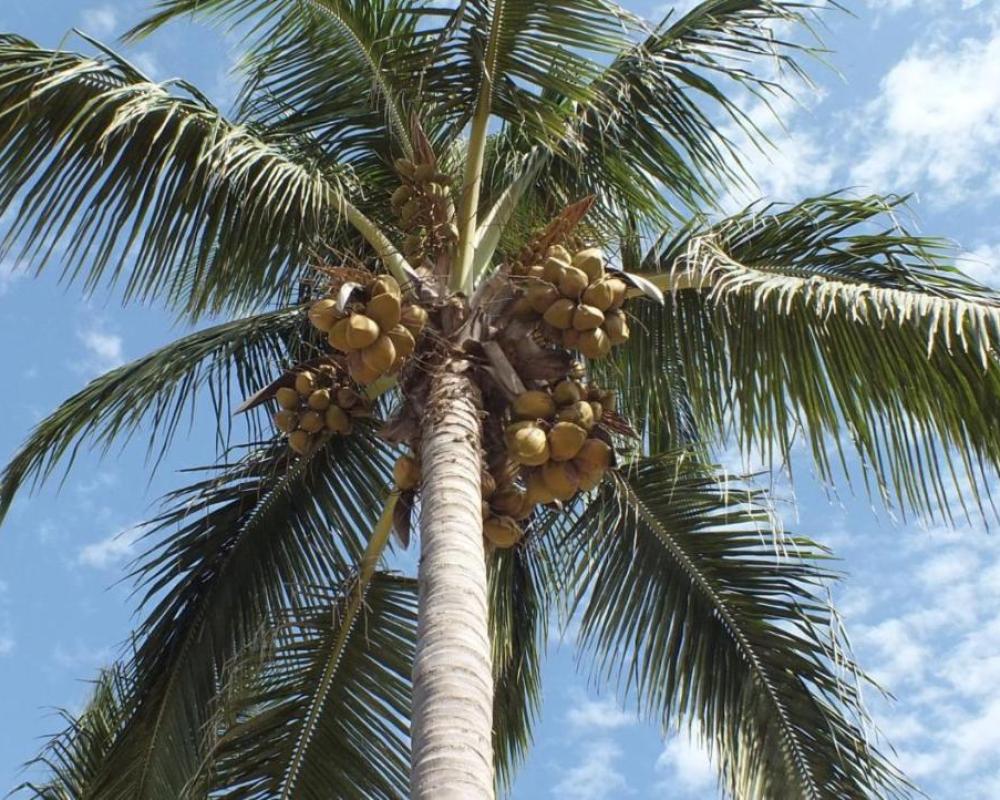 фото Kunta Kinteh Beach Complex