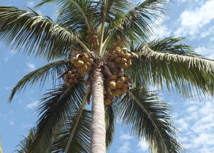 Kunta Kinteh Beach Complex