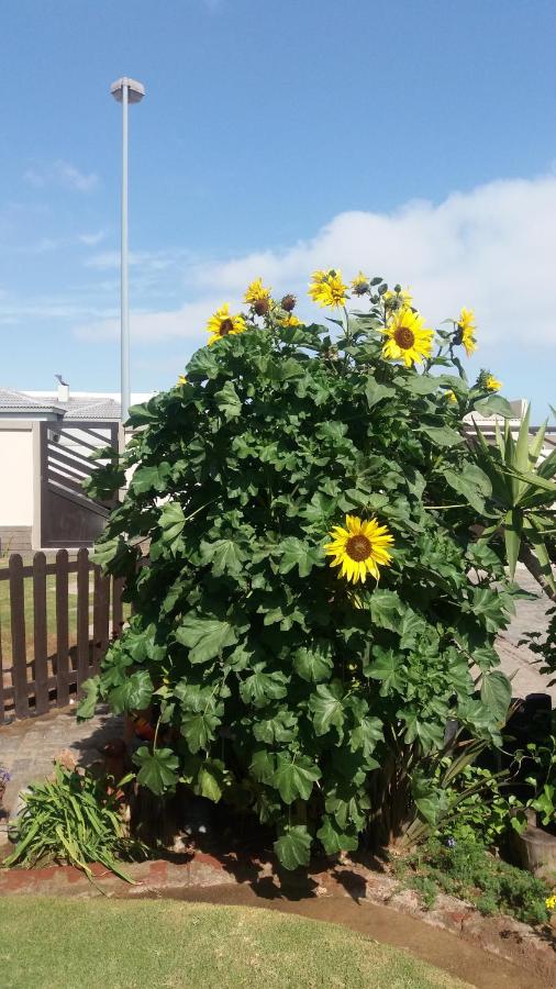 фото Sunflower Self-Catering