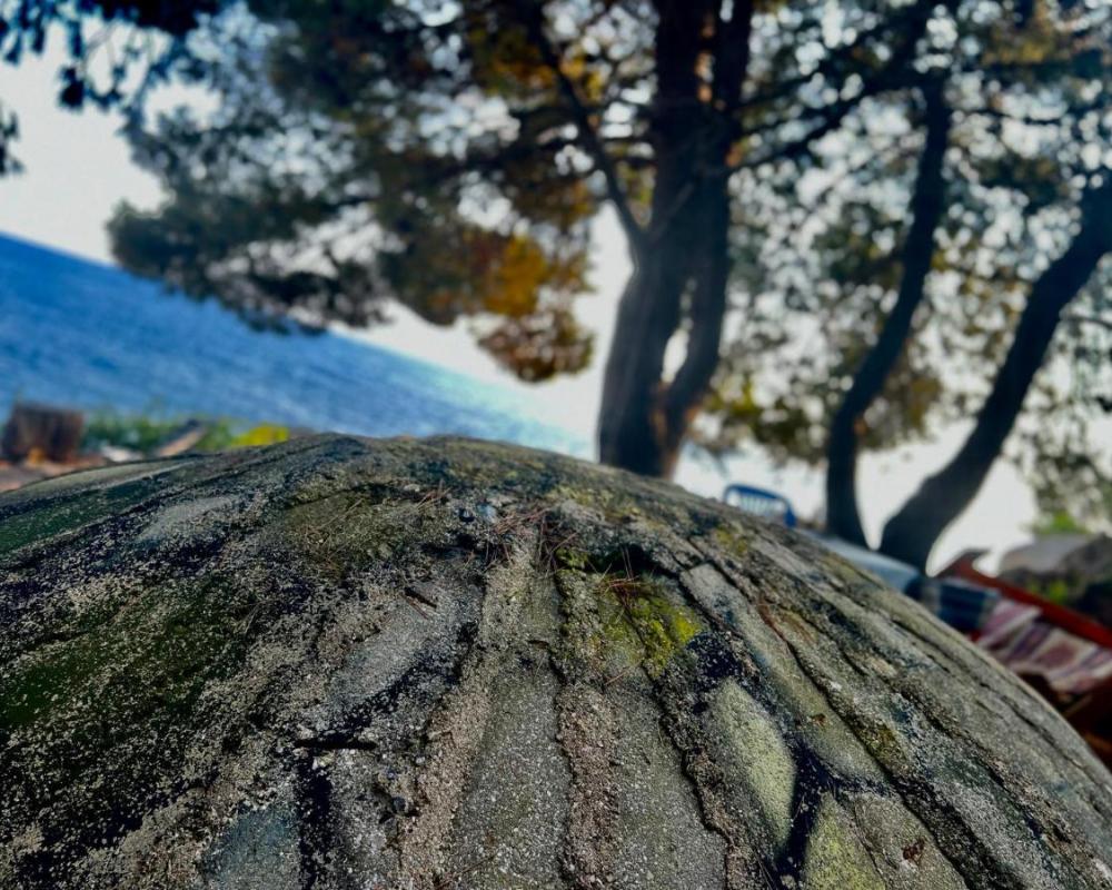 фото Pine Side Camp