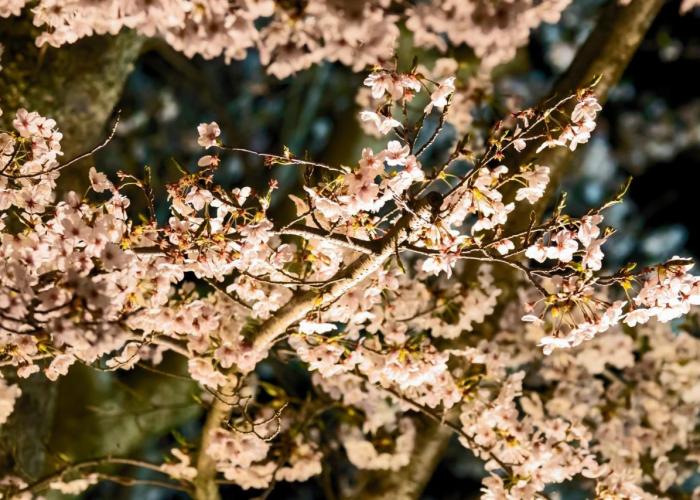 Miidera Onjo-ji