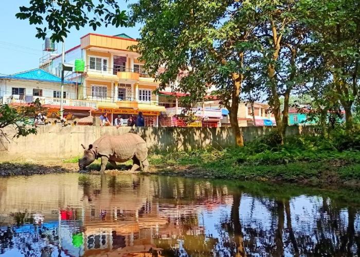 Hotel Rhinoceros-Homestay