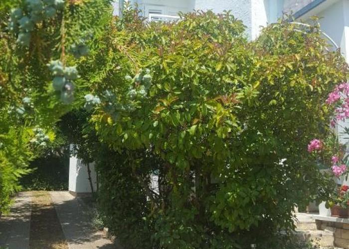 Oleander Apartment in Pakoštane