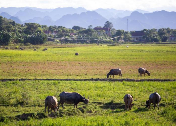 Phong Nha Farmstay