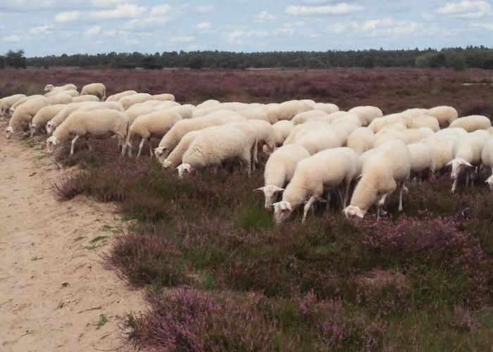 Poort van de Veluwe