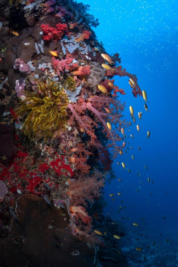 фото Emoha Dive Resort