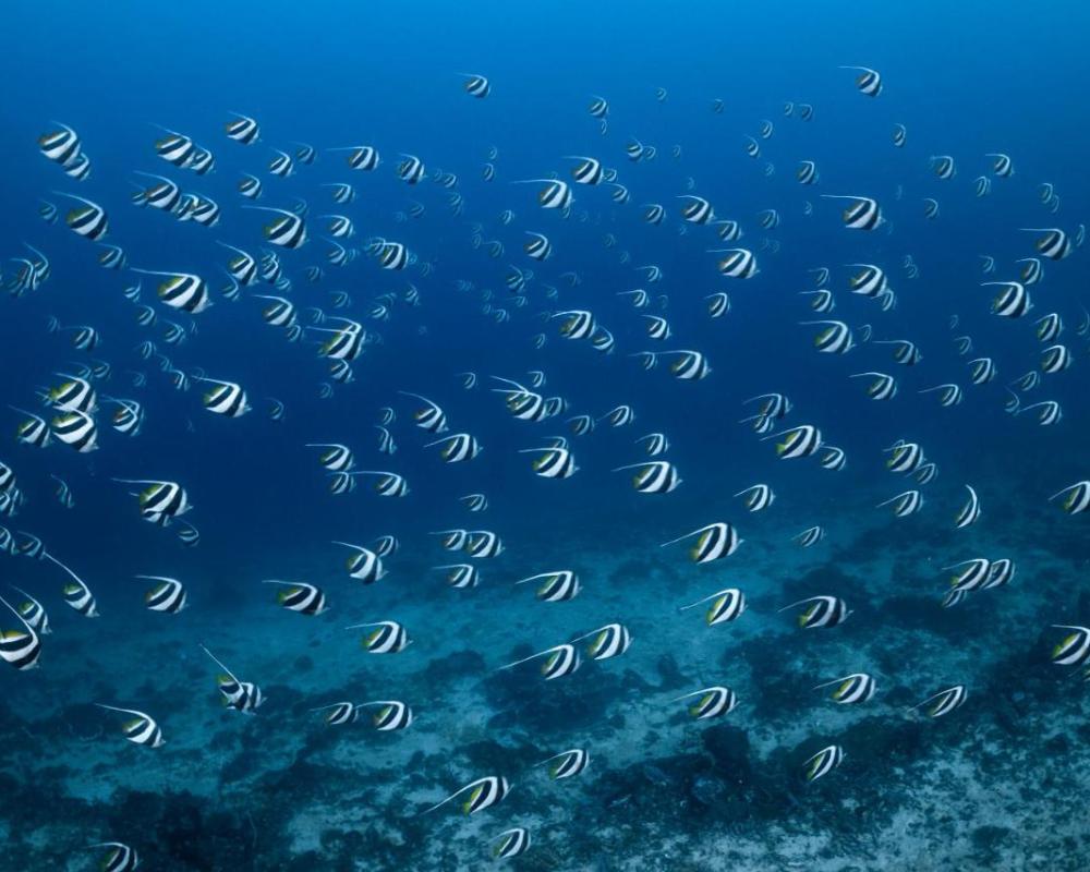 фото Emoha Dive Resort