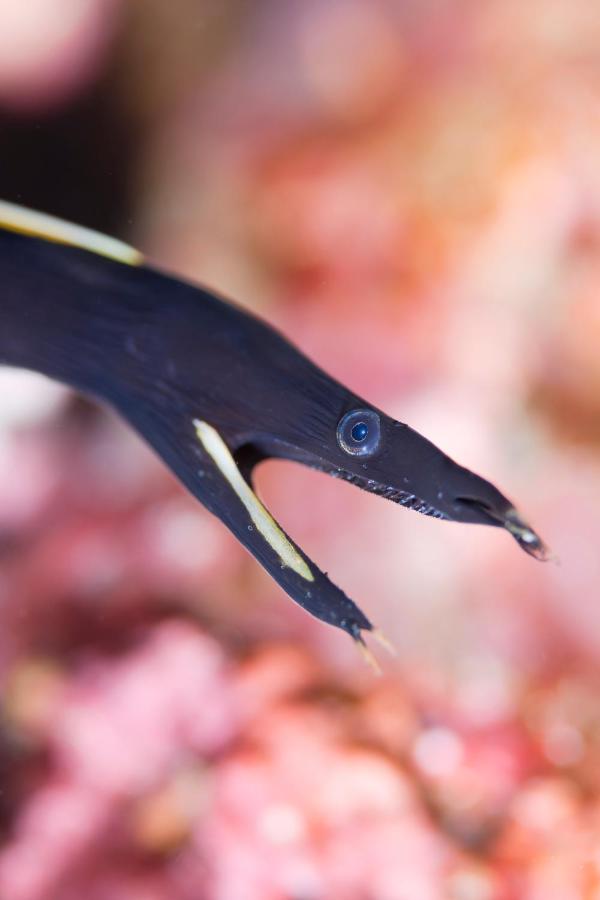 фото Emoha Dive Resort