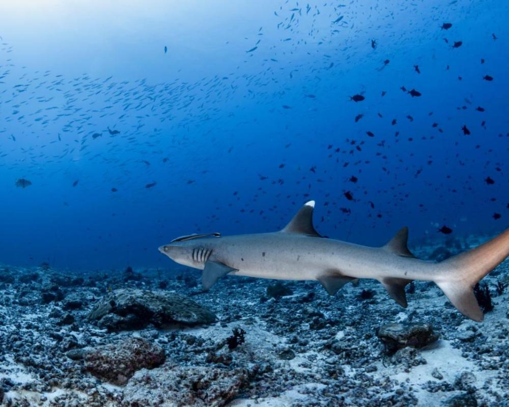 фото Emoha Dive Resort