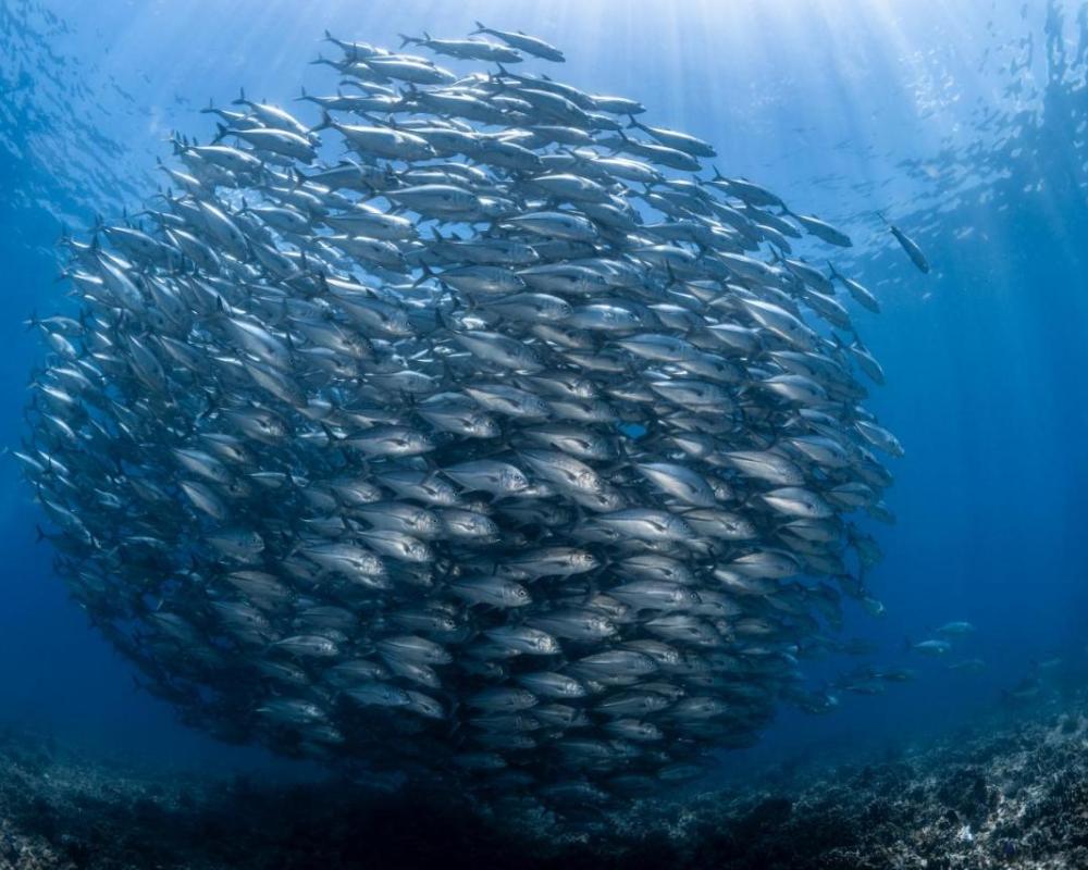фото Emoha Dive Resort