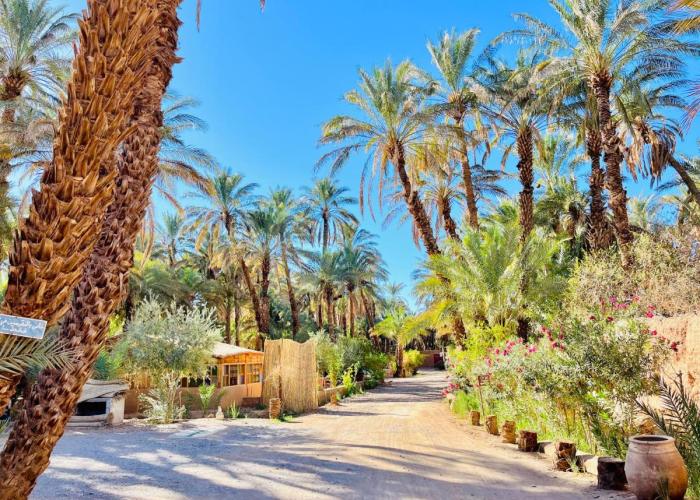 Camping auberge palmeraie d'amezrou