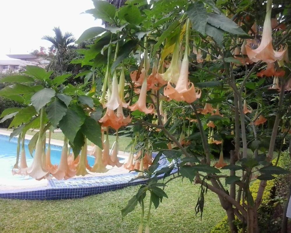 фото FIGTREE GUESTHOUSE