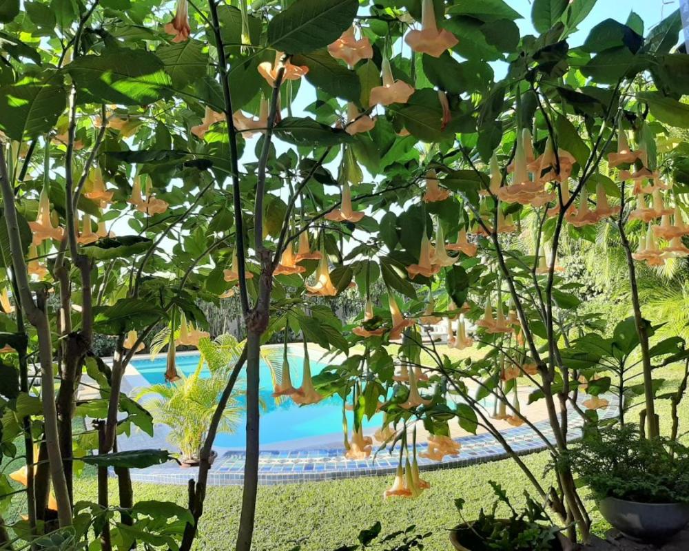 фото FIGTREE GUESTHOUSE