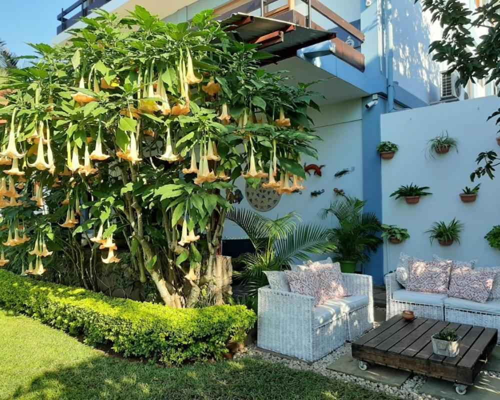 фото FIGTREE GUESTHOUSE