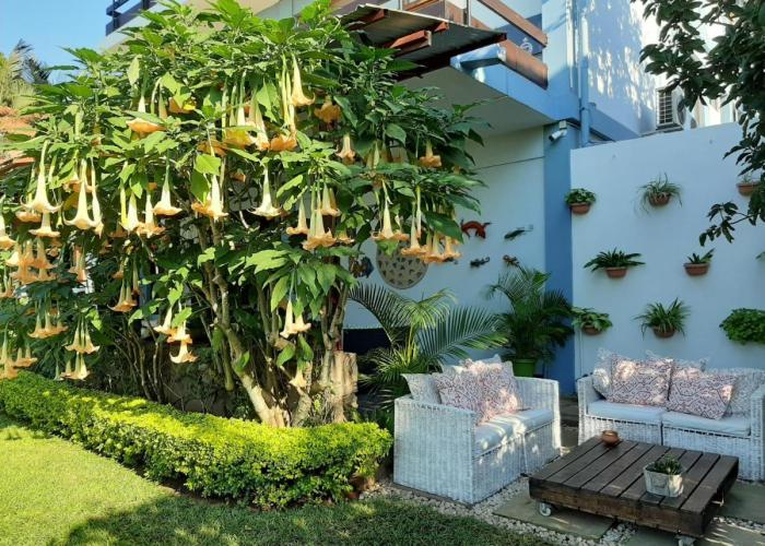 FIGTREE GUESTHOUSE