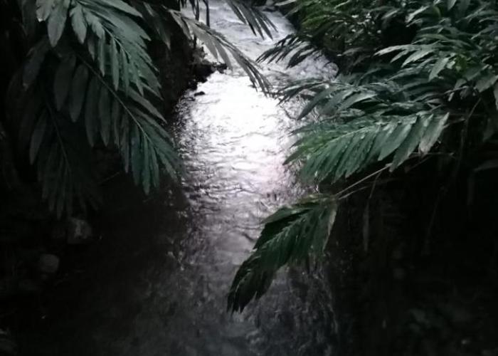 Alencherry plantation homestay