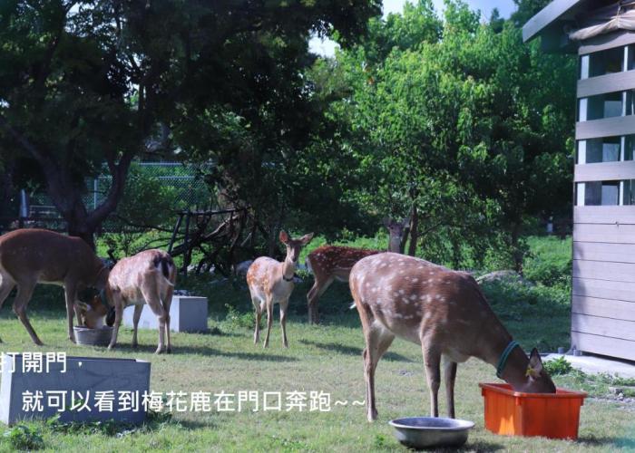 頌謙文旅 梅花鹿同住