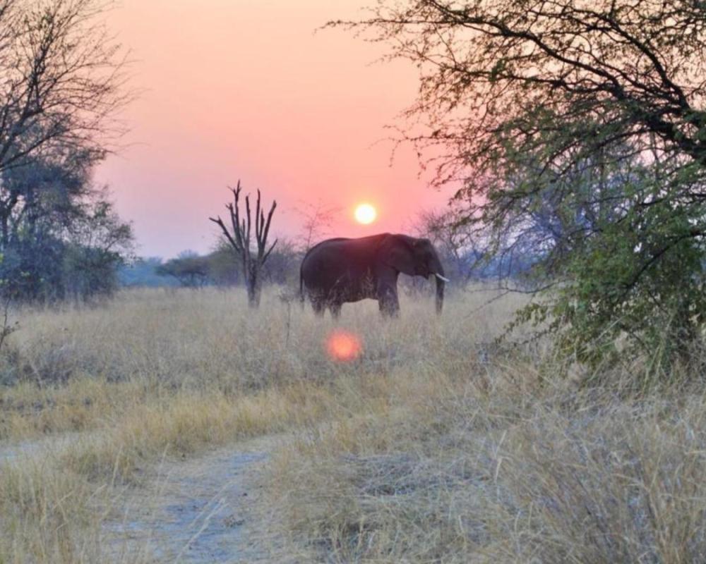 фото Phazama Farm