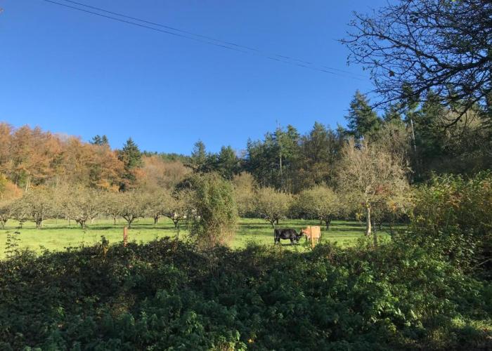 Shepherds Huts Ham Hill, 2 double beds, Bathroom, Lounge, Diner, Kitchen, dog friendly, Looking out to lake