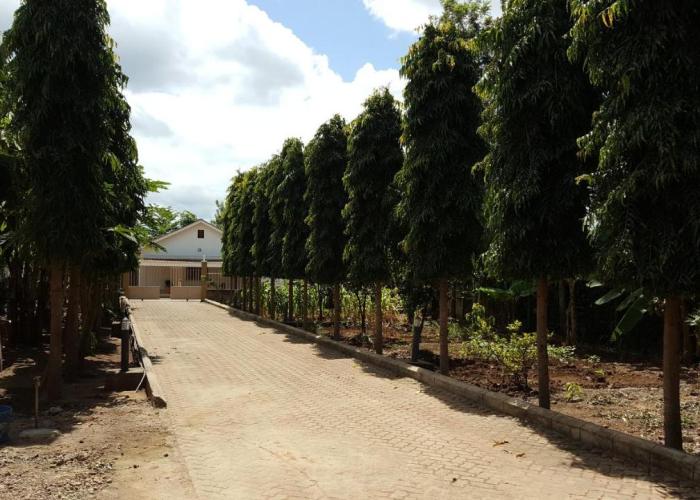 Kilimanjaro Lyimo's Country House2