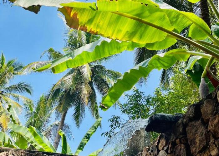 Mango Tree House