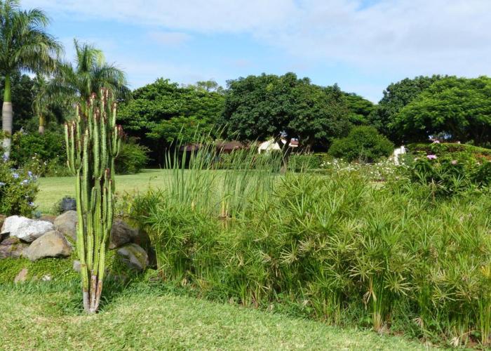 Ancha's Oasis