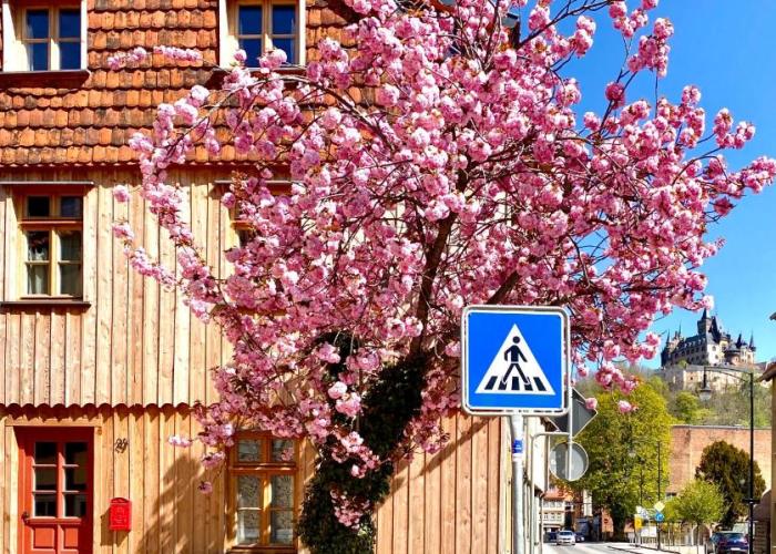 Exklusive ökologische Ferienwohnung , Innenstadt, DG