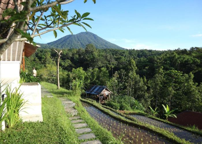 Padi Bali Jatiluwih