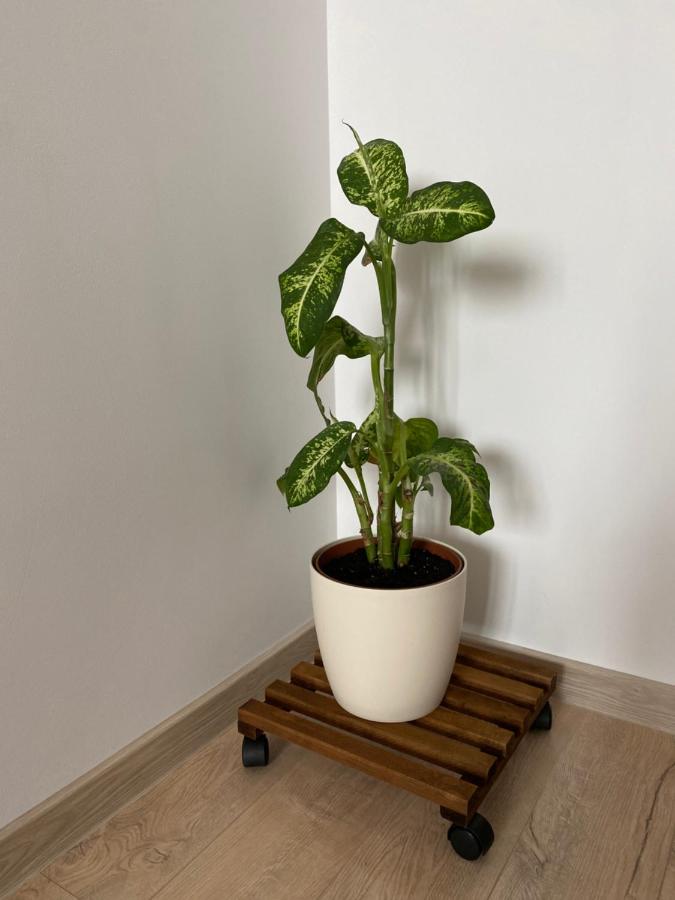 фото Take Timisoara Apartment