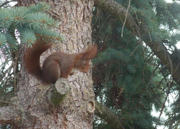 Eichhörnchen Wernigerode