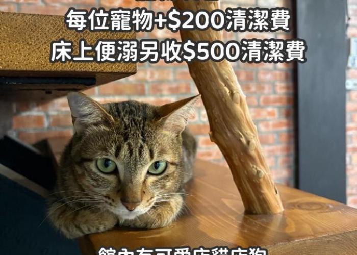 缽割貓點點 青旅 DianDian hostel