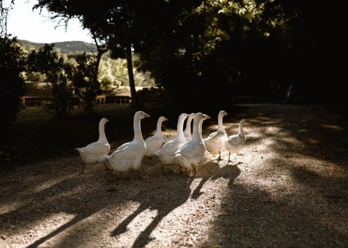 Agriturismo Le Radici