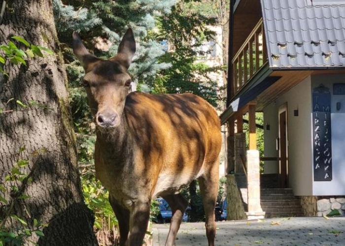 Tatrzańska Miejscówka - Apartamenty Centrum