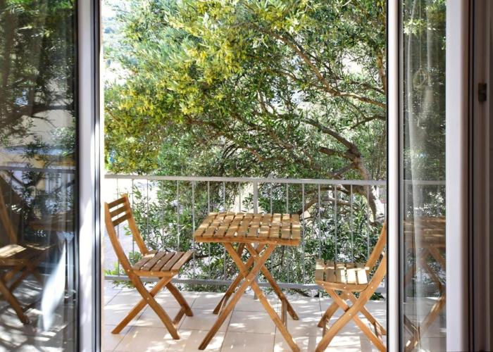 Olive Tree