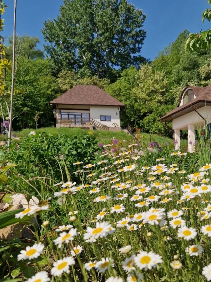 фото Provence Suceava