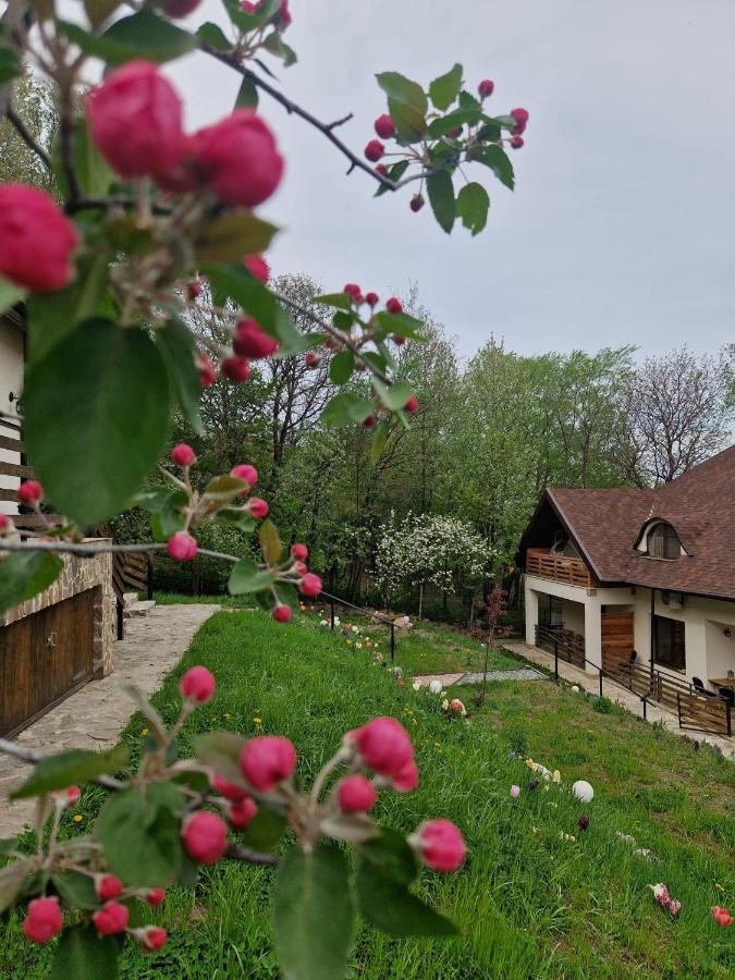 фото Provence Suceava