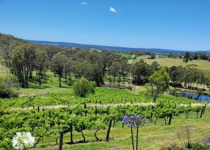 Mistress Block Vineyard