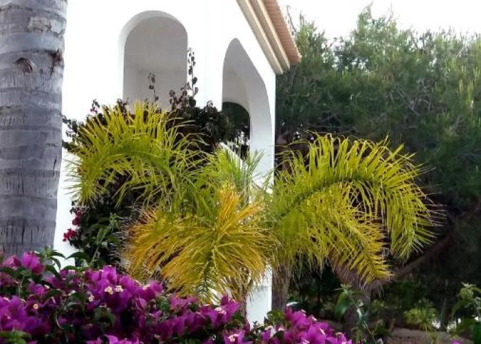 Queen Palm