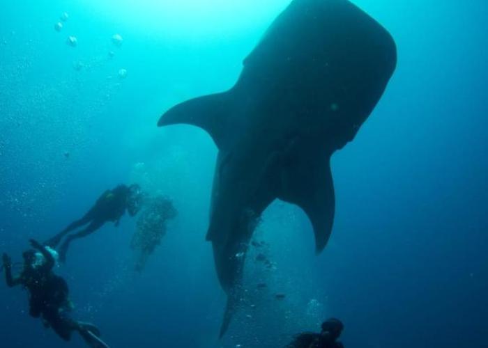 Suffix Retreat - Stay, Dive & Explore Fuvahmulah