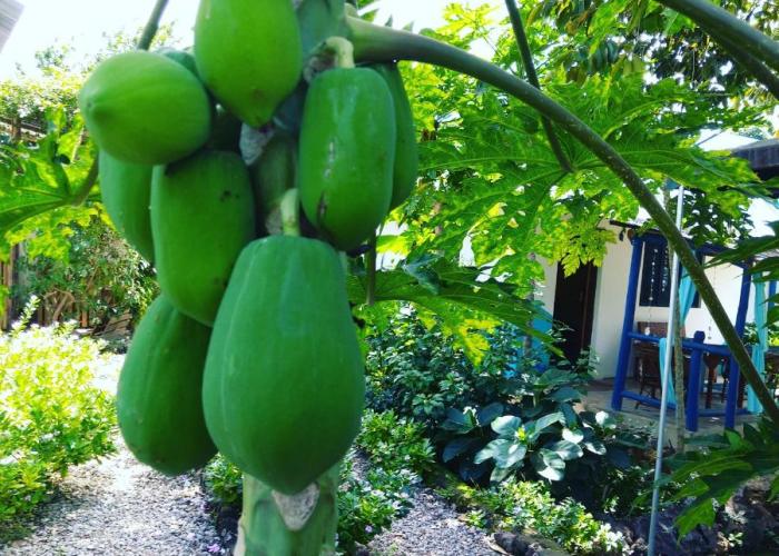 Furaha B&B Kendwa