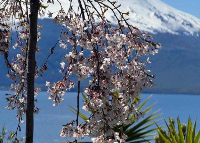 Cabañas EL CIERVO, Los Riscos, Puerto Varas